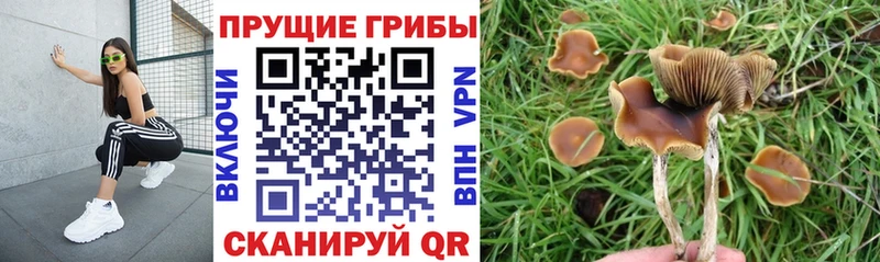 где найти   Ростов  Галлюциногенные грибы Cubensis 